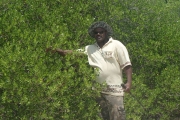 <strong>Lumnitzera racemosa - Ramon, Laurence - 58</strong><br />© Sam Chanel